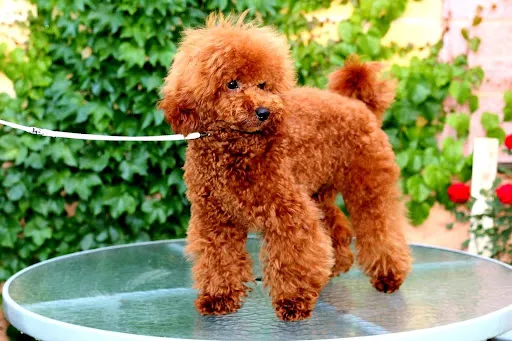Caniche toy rojizo posando en el jardín.