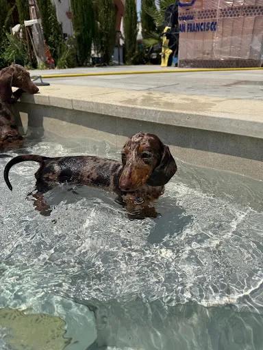 Coco, un teckel que ya ha encontrado familia.