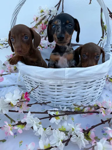 Cachorros de teckel acomodados en una cesta blanca.