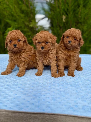 Tres cachorros de caniche toy sobre una manta azul.