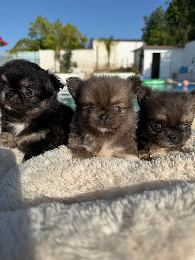 Tres cachorros de chihuahua descansando juntos.