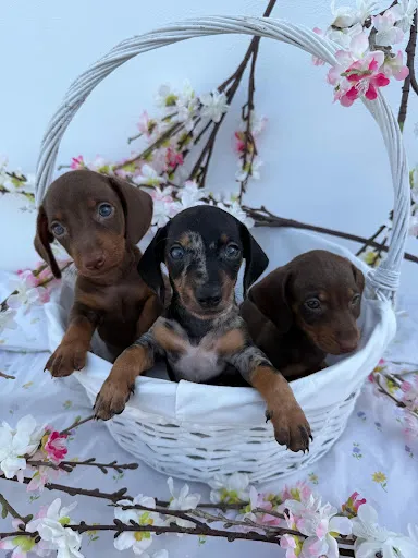 Tres cachorros de teckel reunidos en una cesta blanca.