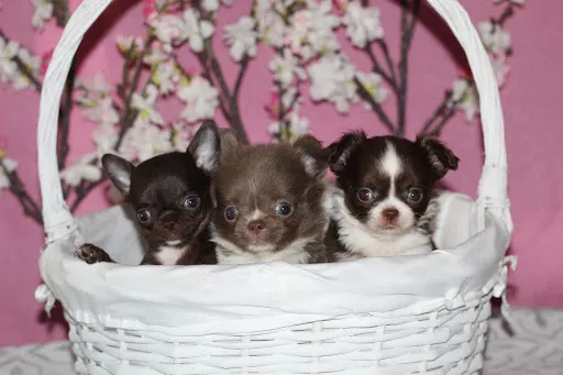 Cuatro cachorros de chihuahua sobre una manta clara.